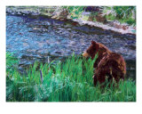 070709 Black Bear Alaska
