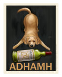 Adhamh - Golden Retriever