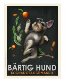Bartig Hund - Schnauzer