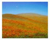 California Poppies