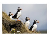 Puffins