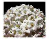 Snowball