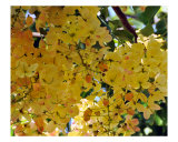 Hawaiian Gold Shower Tree