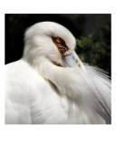Maguari Stork