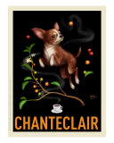 Chanteclair - Chihuahua