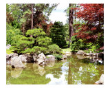 Japanese Garden Pond
