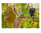 Grapes on the Vine III