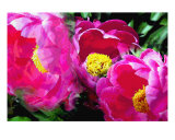 Peppers Peony Garden