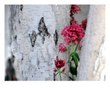 Birch Bark Texture