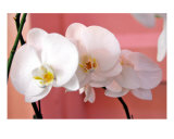 Hawaiian Orchids Number Three