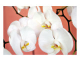 Hawaiian Orchids Number One
