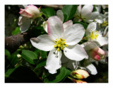 White Cherries