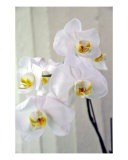 Hawaiian Orchids Number Two