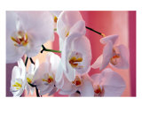 Hawaiian Orchids Number Four