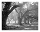 West Corridor  Morning Light  Oak Alley Plantation