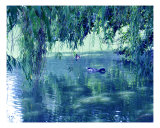 Willows And A Duck Pond