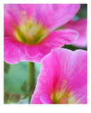 Pink Hollyhocks