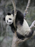 Subadult Giant Panda Climbing in a Tree Wolong Nature Reserve  China