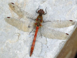 Common Darter Dragonfly Cornwall  UK