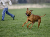 Rhodesian Ridgeback Running in a Field