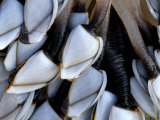 Common Goose Barnacles  Sandymouth Bay  Cornwall  UK