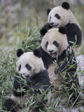 Three Subadult Giant Pandas Feeding on Bamboo Wolong Nature Reserve  China