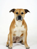 American Staffordshire Terrier Staffy Sitting Portrait