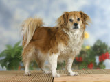Domestic Dog  Mixed Breed Dog