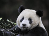Male Giant Panda Wolong Nature Reserve  China