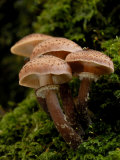 Toadstools of Honey Fungus  Shaugh Bridge  Dartmoor Np  Devon  UK