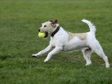 Parson Russell Terrier Running with a Ball in its Mouth