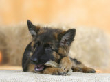 Domestic Dog  German Shepherd Alsatian Juvenile 5 Months Old  Chewing on Rawhide Bone