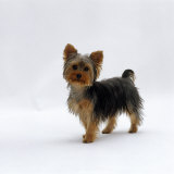 Yorkshire Terrier Puppy Standing Up