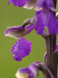 Green-Winged Orchid  Barrington Hill Somerset  UK