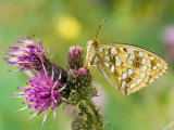 High Brown Fritillary Butterfly on Thistle  UK