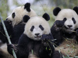 Three Subadult Giant Pandas Feeding on Bamboo  Wolong Nature Reserve  China