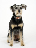 Mixed Breed Dog Sitting Down  One Ear Raised