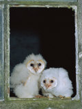 Barn Owl Chicks in Window Cornwall  UK