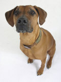Domestic Dog  Rhodesian Ridgeback Looking Up