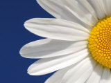 Marguerite Oxeye Daisy Detail  Devon  UK