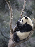 Subadult Giant Panda Climbing a Tree in Snow  Wolong Nature Reserve  China