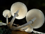 Looking Up under the Gills of Toadstools of Porcelain Fungus  Cornwall  UK