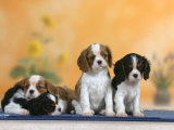 Domestic Dogs  Four Cavalier King Charles Spaniel Puppies  7 Weeks Old  of Different Colours