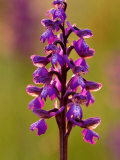 Green-Winged Orchid  Barrington Hill Somerset  UK