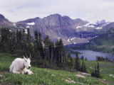 Mountain Goat Adult with Summer Coat  Hidden Lake  Glacier National Park  Montana  Usa  July 2007