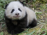 Giant Panda Baby Aged 5 Months  Wolong Nature Reserve  China