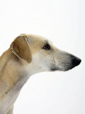 Sloughi Face Profile
