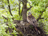 Red Kite Standing on Edge of Nest with Eggs  Wales  UK