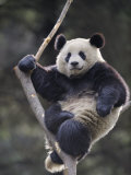 Subadult Giant Panda Climbing in a Tree Wolong Nature Reserve  China