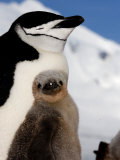 Adult and Juvenile Chinstrap Penguins  Half Moon Bay  Antarctica  January 2007